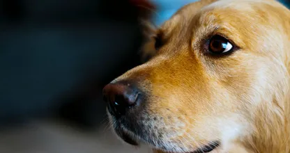 Hond Hank redt familie en buren van enorme brand in achtertuin