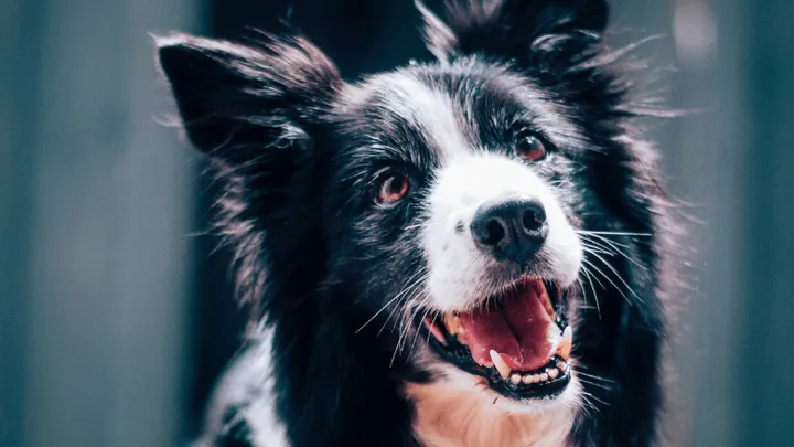 Border collie limpou mais de 1.000 garrafas plásticas em 2022