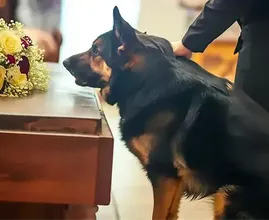 Ex cane poliziotto continua ad abbaiare alla bara del suo ex proprietario: rivelando il segreto che ha portato nella tomba