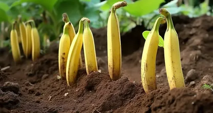 Plant Bananas All Over Your Garden: Look What Happens a Week Later