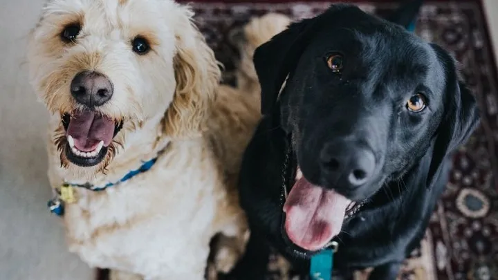 Zó herkenbaar, DIT zegt jouw hond over je persoonlijkheidstype!
