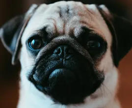 In den Niederlanden könnten Hunde mit flachen Gesichtern und Katzen mit gefalteten Ohren bald verboten sein