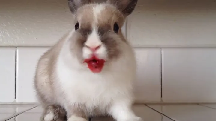 Das Kaninchen so etwas essen hätten wir nicht gedacht! Machen eure Kaninchen das auch?