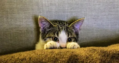 Dit zijn de populairste kattennamen van 2022