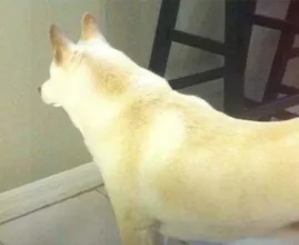 Man plaatst camera nadat hond dagenlang naar plek op de muur staart
