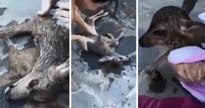 Zie je tranen maar eens binnen te houden met deze video... Vrouw redt babyhertje van de dood dankzij reanimatie!