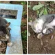 Dit is zo zielig! Deze rouwende kat weigert het graf van zijn geliefde baasje te verlaten...