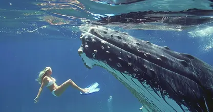 Giant whale won't leave diver alone - Then she notices the terrifying reason why