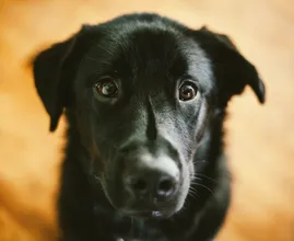 Triest: zwangere hond Jip werd nooit opgehaald uit het hondenpension