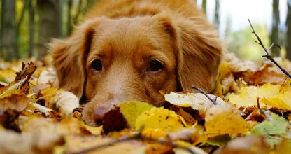 Dierenbescherming: 'Houd je hond tijdens een boswandeling in de gaten'