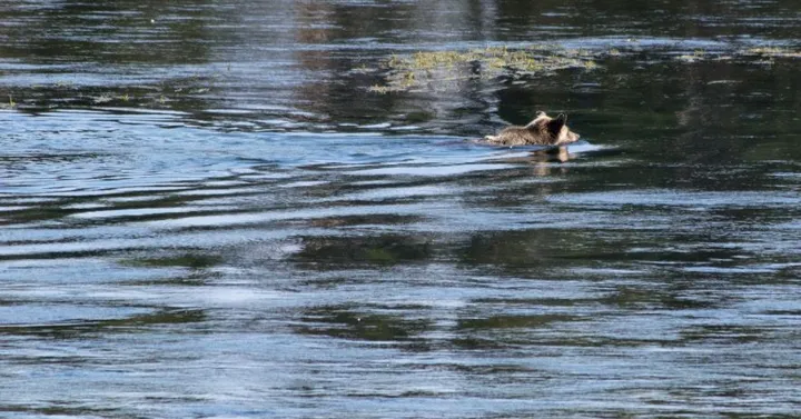 Bärenmutter schwimmt alleine im Wasser
