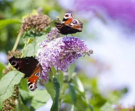 Vlinders en andere insecten lok je met deze planten naar je tuin