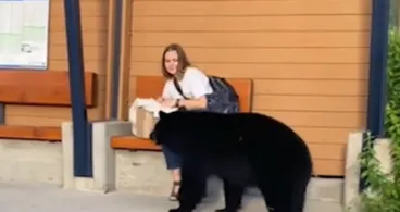 女性、バス停で突然クマが近づいてきたため、クマを追って森の中へ