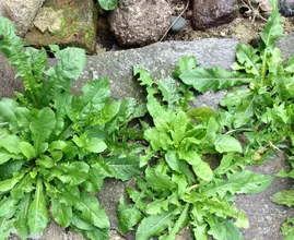 ¡Deshazte de las malas hierbas del jardín con este truco barato y fácil! ¡No se necesitan productos químicos!