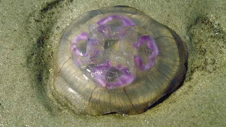 What should you do if you've been stung by a jellyfish? We've got the answer!