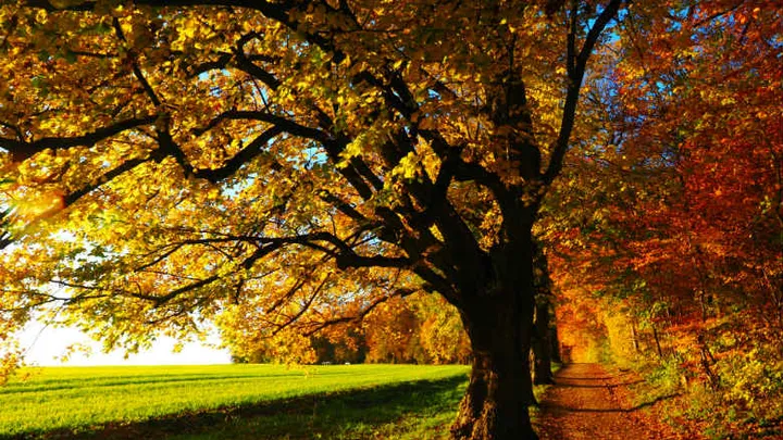 Deze week een recordwarmte: de lente komt even terug