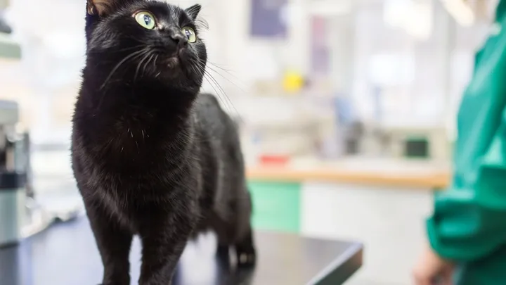 Homem encontra um gato à beira do congelamento - mas o que ele estava escondendo sob sua barriga é inacreditável!