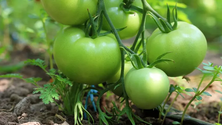 Nog groene tomaten aan je plant? Met deze simpele truc rijpen ze binnen verder