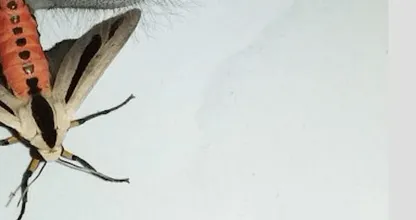 Pure horror: deze man vindt het 'engste insect ter wereld' in huis, wat een monster!