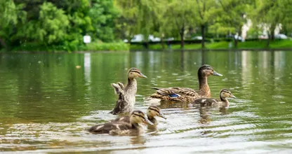 Deze dieren kun je beter geen brood voeren
