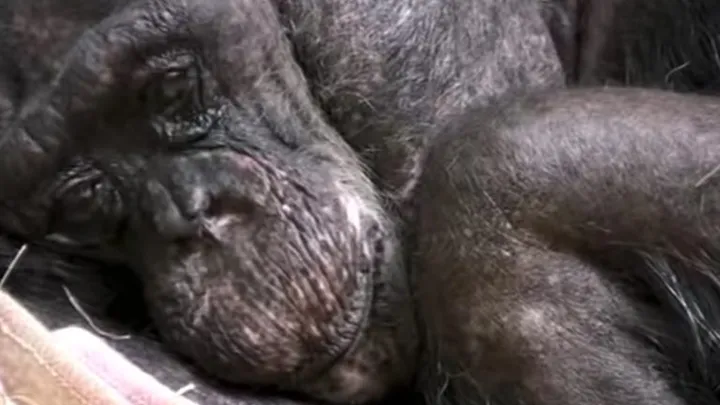  Vídeo conmovedor: Este chimpancé de 59 años se despide de un viejo amigo