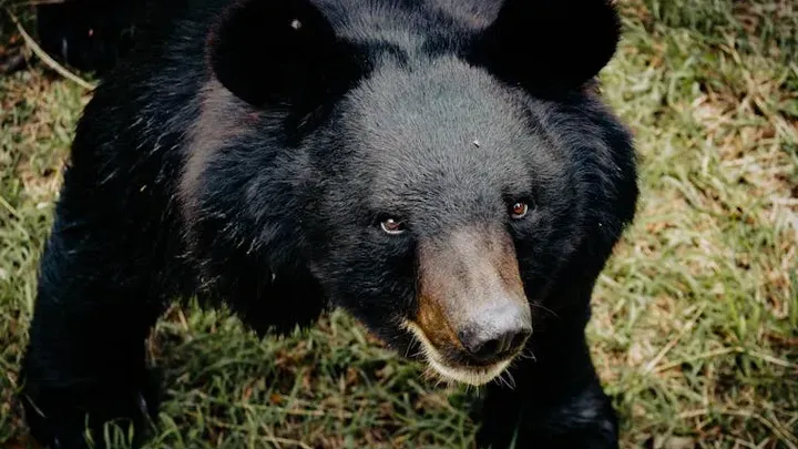 Una mujer sigue a un oso hasta el bosque después de que se le acercara inesperadamente en la parada del autobús