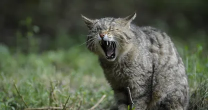Fremde Katzen loswerden, die in den eigenen Garten machen? Kein Problem mit diesem tierfreundlichen Trick!