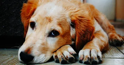 Schokkende foto toont wat heet asfalt kan doen met de poten van je hond