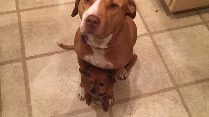 Esta pitbull se recusou a deixar o abrigo sem seu amigo chihuahua