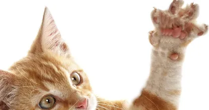 WAARSCHUWING: knuffel je wel eens met een kat? Pas dan op dat je niet gekrabd wordt, dan kan DIT gebeuren!