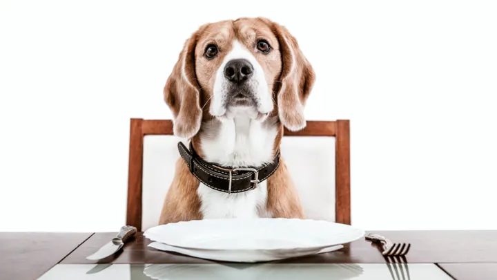 Isst dein Hund auch immer viel zu schnell? Probiere dann diesen Trick einmal aus! Es kann so einfach sein!