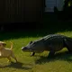 Alligator Snatches Puppy from Yard – What the Neighbors Discover Will Blow Your Mind!