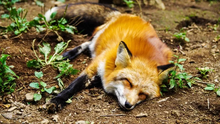Hondenbaasjes opgelet: dodelijke dierenziekte opgedoken in Nederland