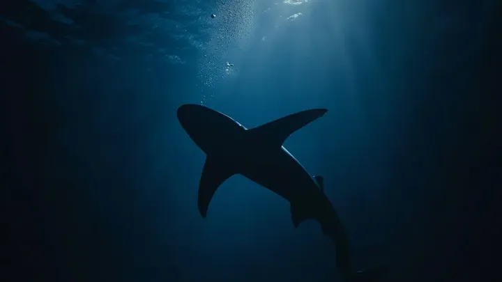 Pescador encontra uma corrente gigante enferrujada - moradores locais o alertam para não tocá-la