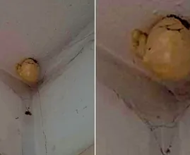Vrouw komt thuis en vindt bizar "ei" hangend aan het plafond van haar kamer