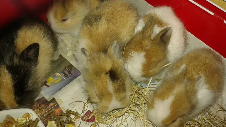 LET OP: er zijn dertien kleine konijnen GEDUMPT in het Purmerbos! Help ons zoeken naar de dader ajb!