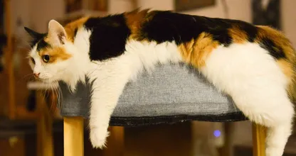 Is je kat links- of rechtspotig? Dit zegt het over zijn/haar persoonlijkheid