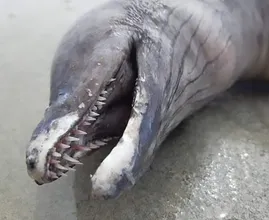 This dolphin was acting strangely and then divers discovered why