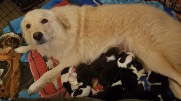 Deze hond is ontroostbaar omdat haar puppy's zijn overleden tijdens een brand, maar wat haar baasjes dan doen..