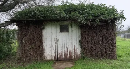 This Young Woman Lives in Old Overgrown Shed – But Wait Until you see Inside!