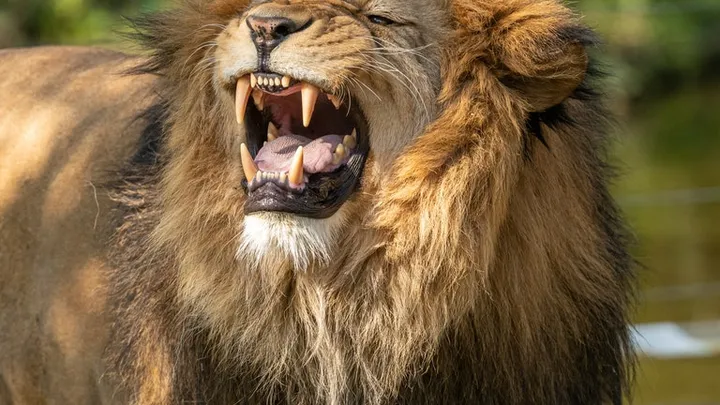 Vieron este león en la naturaleza: el veterinario se sorprende cuando se da cuenta de por qué es tan grande