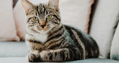 Waarom katten graag aan je meubels krabben en hoe je het ze afleert