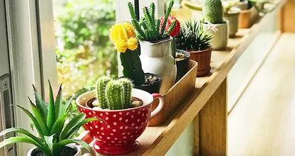 Ga je op vakantie? Zo overleven jouw kamerplanten bij een oppas