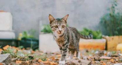 Ecoloog en jurist pleiten voor binnenhouden katten