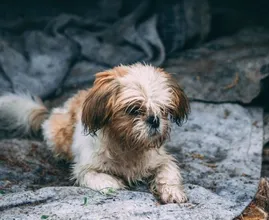 Zo vaak moet je je hond eigenlijk wassen