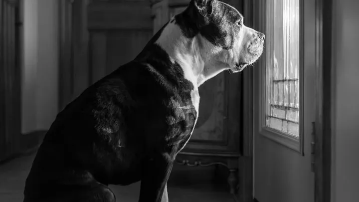 Hombre encuentra un pitbull atado a un árbol y lee la carta que está al lado