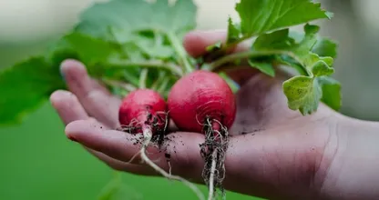 Dit zijn de beste groentesoorten om in een kleine tuin te verbouwen