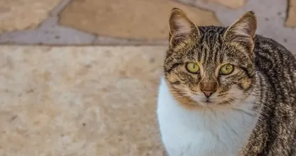Kat achtergelaten in supermarkt met briefje: ‘Mogen jullie meenemen’