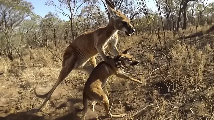 Känguru schnappt sich 'Hund' und rennt davon - was die Einheimischen enthüllen, wird Sie überraschen!