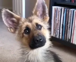 Fully grown dog still looks like a puppy and always will